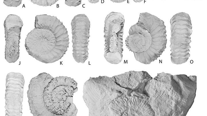 Corongoceras evolutum, especie endémica de Chile. R, Substeueroceras koeneni, fósil gua del Berriasiano.