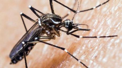 Hembra de Aedes aegypti (Linnaeus, 1762), Fuente: BBC Mundo, 12 enero de 2016.